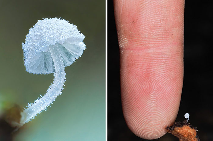 The Fascinating World Of Mushrooms You Might’ve Never Noticed: 24 Close-Up Pics By Cyanesense (New Pics)