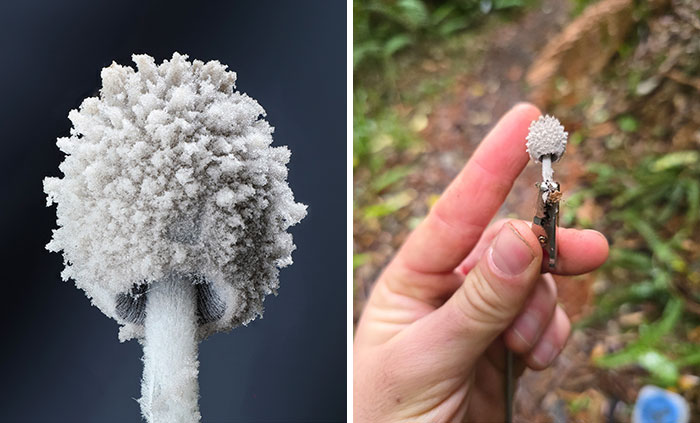 The Fascinating World Of Mushrooms You Might’ve Never Noticed: 24 Close-Up Pics By Cyanesense (New Pics)