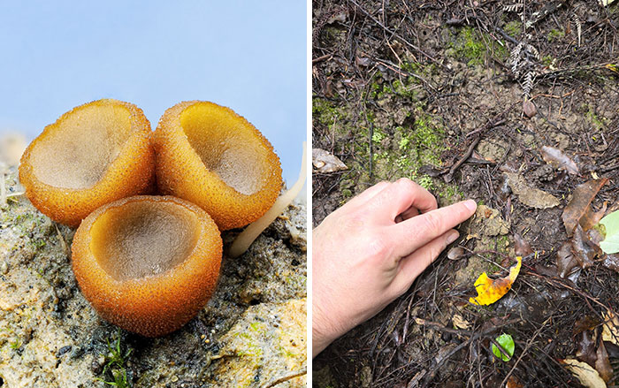The Fascinating World Of Mushrooms You Might’ve Never Noticed: 24 Close-Up Pics By Cyanesense (New Pics)
