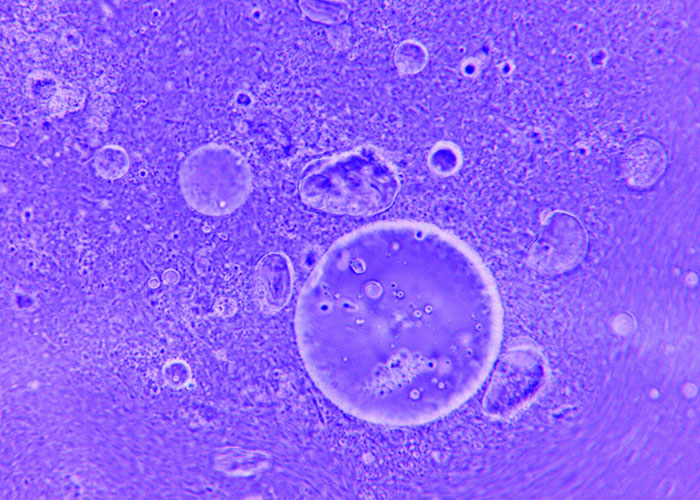 &ldquo;Blew My Frickin&rsquo; Mind&rdquo;: 46 Facts About The Human Body That Impressed Medical Students