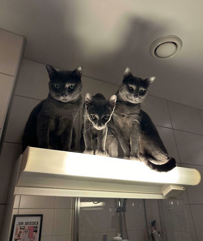 &ldquo;Council Of Cats&rdquo;: 80 Hilariously Adorable Cats Caught Planning Their Next Move (New Pics)