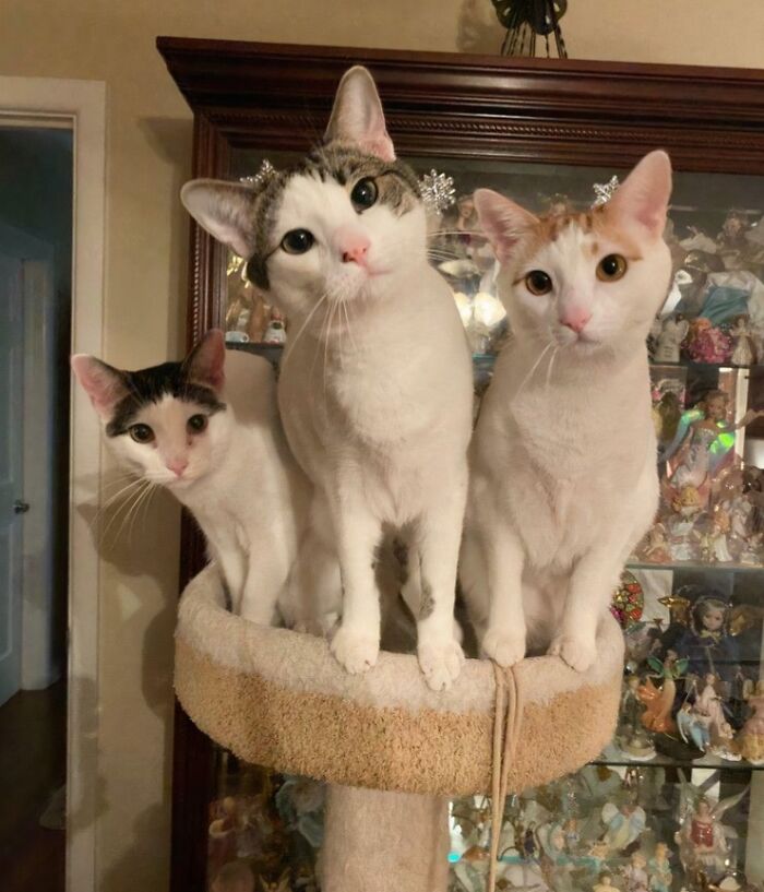 &ldquo;Council Of Cats&rdquo;: 80 Hilariously Adorable Cats Caught Planning Their Next Move (New Pics)