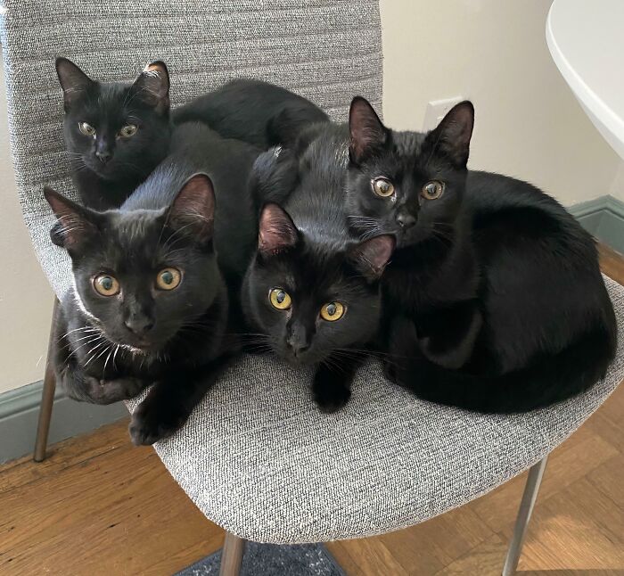 &ldquo;Council Of Cats&rdquo;: 80 Hilariously Adorable Cats Caught Planning Their Next Move (New Pics)