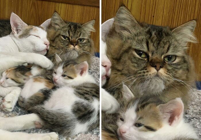&ldquo;Council Of Cats&rdquo;: 80 Hilariously Adorable Cats Caught Planning Their Next Move (New Pics)