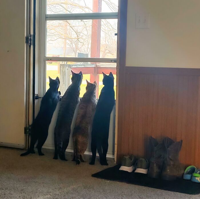 &ldquo;Council Of Cats&rdquo;: 80 Hilariously Adorable Cats Caught Planning Their Next Move (New Pics)