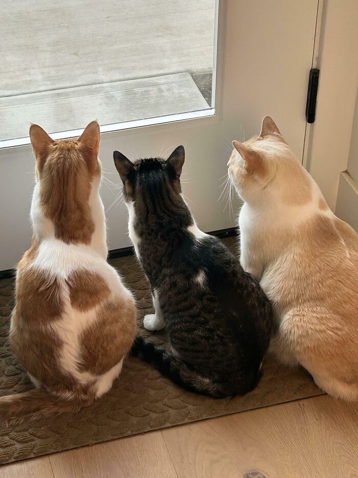&ldquo;Council Of Cats&rdquo;: 80 Hilariously Adorable Cats Caught Planning Their Next Move (New Pics)