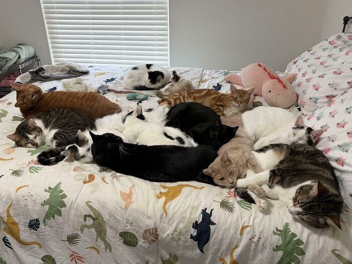 &ldquo;Council Of Cats&rdquo;: 80 Hilariously Adorable Cats Caught Planning Their Next Move (New Pics)