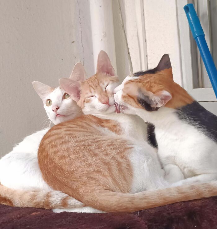 &ldquo;Council Of Cats&rdquo;: 80 Hilariously Adorable Cats Caught Planning Their Next Move (New Pics)