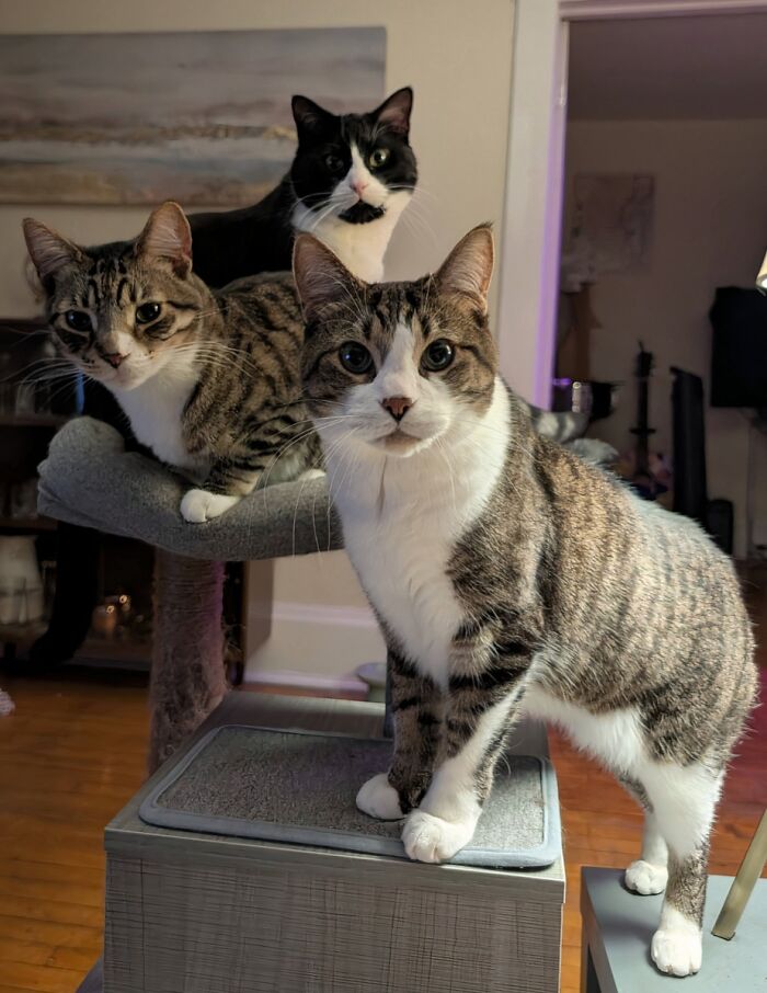 &ldquo;Council Of Cats&rdquo;: 80 Hilariously Adorable Cats Caught Planning Their Next Move (New Pics)