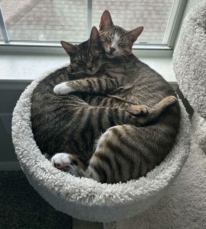 &ldquo;Council Of Cats&rdquo;: 80 Hilariously Adorable Cats Caught Planning Their Next Move (New Pics)