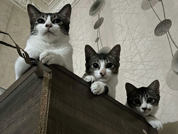 &ldquo;Council Of Cats&rdquo;: 80 Hilariously Adorable Cats Caught Planning Their Next Move (New Pics)
