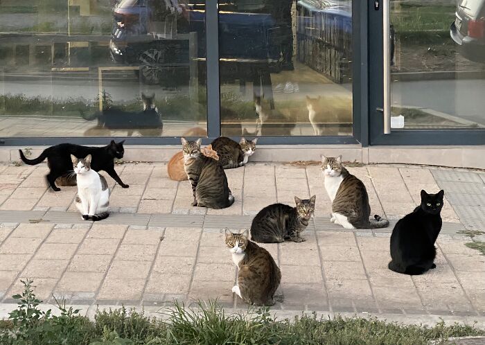 &ldquo;Council Of Cats&rdquo;: 80 Hilariously Adorable Cats Caught Planning Their Next Move (New Pics)