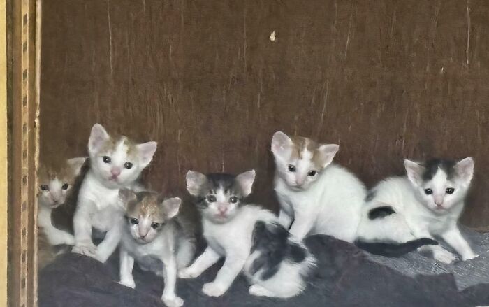 &ldquo;Council Of Cats&rdquo;: 80 Hilariously Adorable Cats Caught Planning Their Next Move (New Pics)