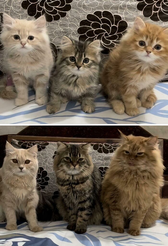 &ldquo;Council Of Cats&rdquo;: 80 Hilariously Adorable Cats Caught Planning Their Next Move (New Pics)