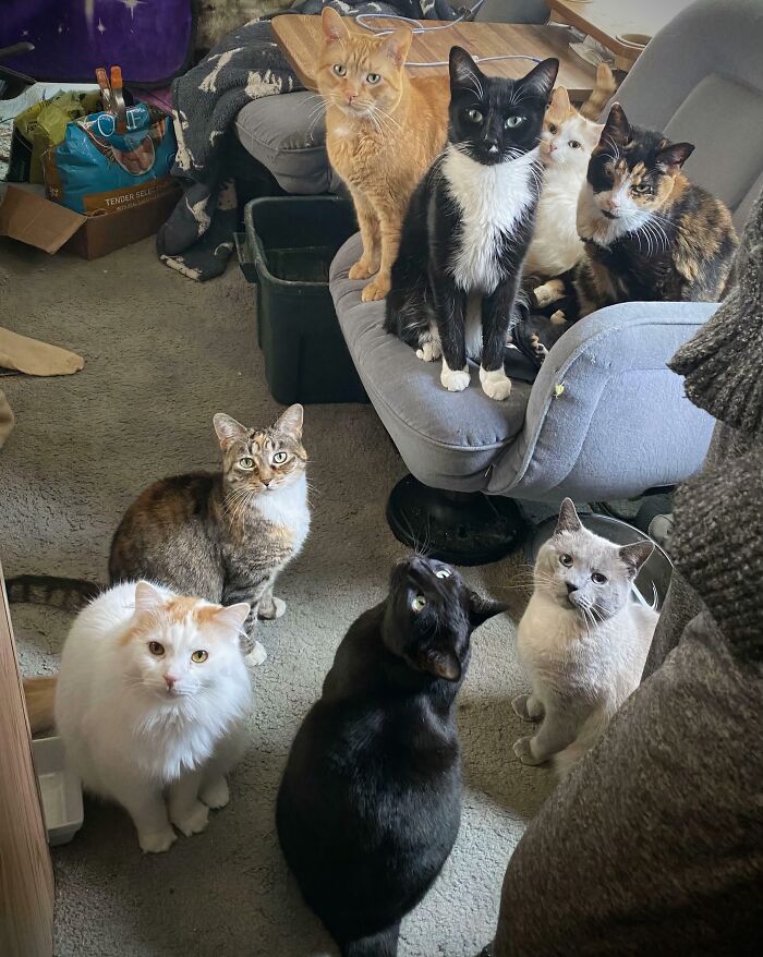 &ldquo;Council Of Cats&rdquo;: 80 Hilariously Adorable Cats Caught Planning Their Next Move (New Pics)