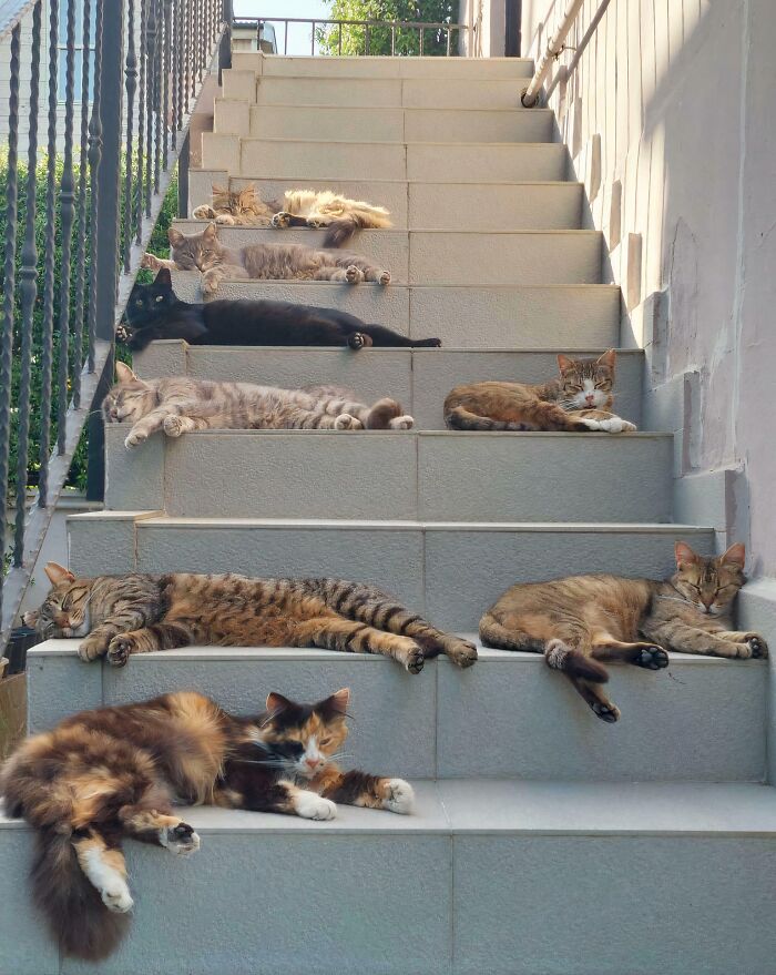 &ldquo;Council Of Cats&rdquo;: 80 Hilariously Adorable Cats Caught Planning Their Next Move (New Pics)