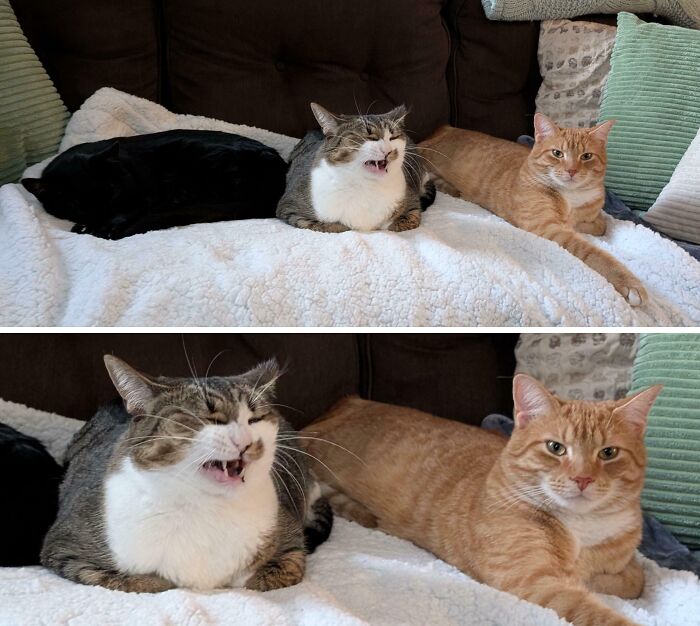 &ldquo;Council Of Cats&rdquo;: 80 Hilariously Adorable Cats Caught Planning Their Next Move (New Pics)