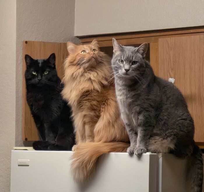 &ldquo;Council Of Cats&rdquo;: 80 Hilariously Adorable Cats Caught Planning Their Next Move (New Pics)