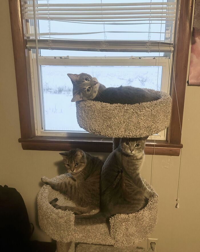 &ldquo;Council Of Cats&rdquo;: 80 Hilariously Adorable Cats Caught Planning Their Next Move (New Pics)