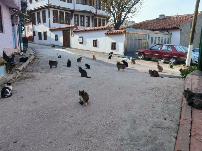 &ldquo;Council Of Cats&rdquo;: 80 Hilariously Adorable Cats Caught Planning Their Next Move (New Pics)