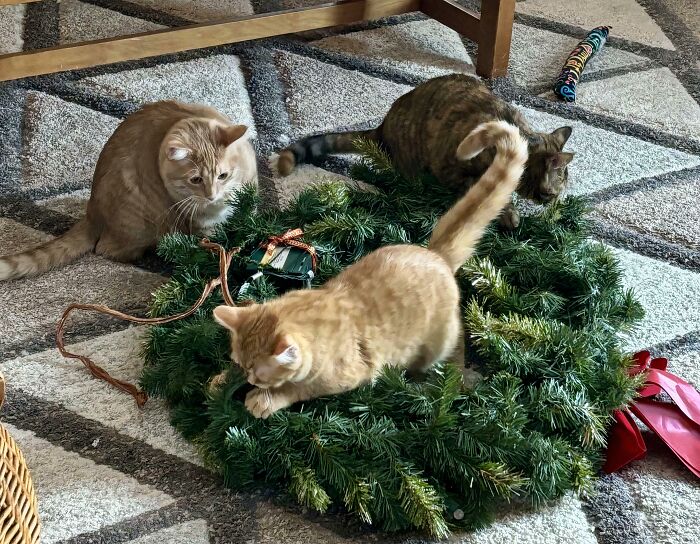 &ldquo;Council Of Cats&rdquo;: 80 Hilariously Adorable Cats Caught Planning Their Next Move (New Pics)