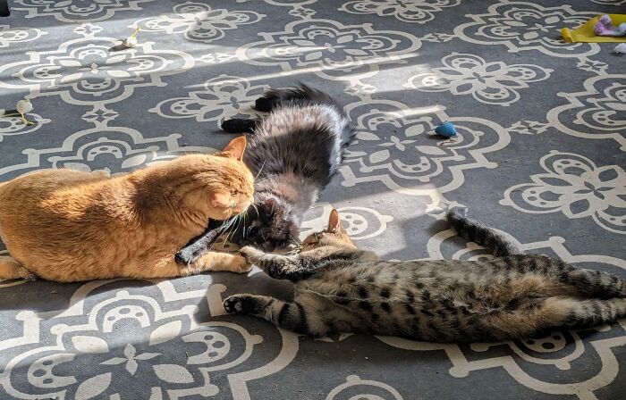 &ldquo;Council Of Cats&rdquo;: 80 Hilariously Adorable Cats Caught Planning Their Next Move (New Pics)