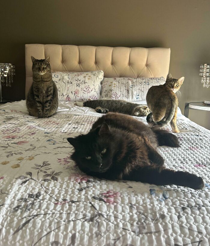 &ldquo;Council Of Cats&rdquo;: 80 Hilariously Adorable Cats Caught Planning Their Next Move (New Pics)