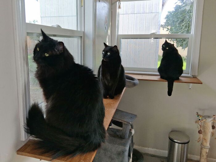 &ldquo;Council Of Cats&rdquo;: 80 Hilariously Adorable Cats Caught Planning Their Next Move (New Pics)