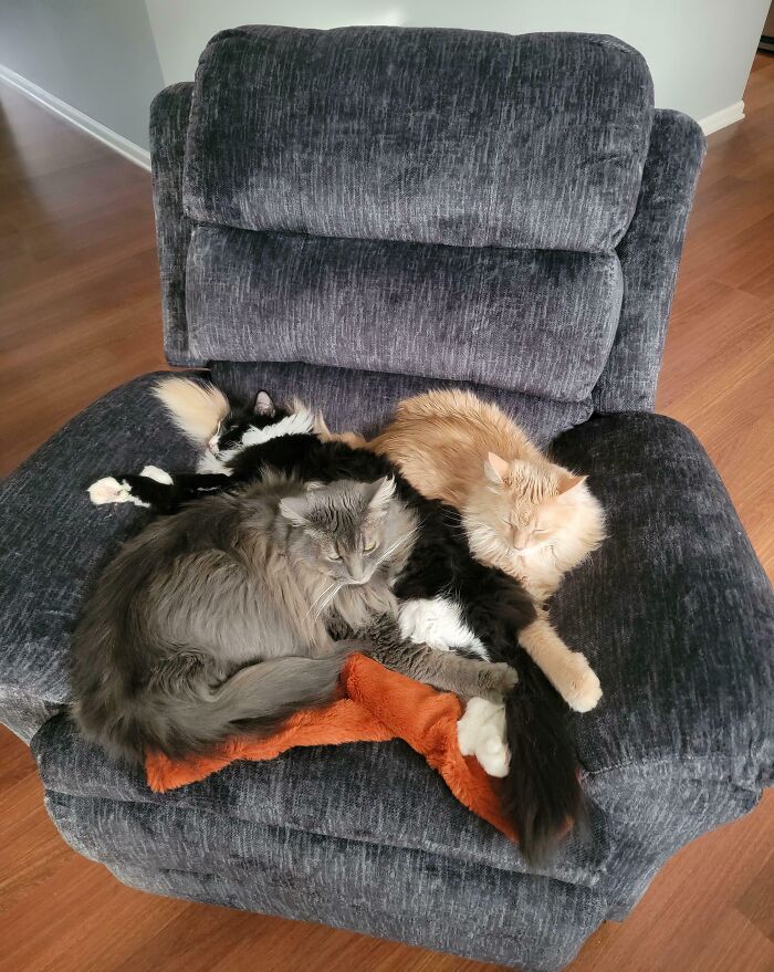 &ldquo;Council Of Cats&rdquo;: 80 Hilariously Adorable Cats Caught Planning Their Next Move (New Pics)