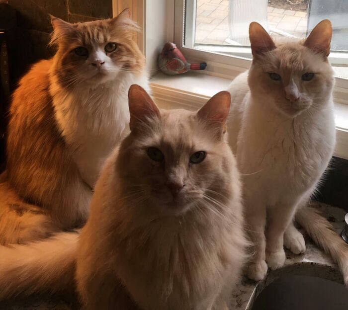 &ldquo;Council Of Cats&rdquo;: 80 Hilariously Adorable Cats Caught Planning Their Next Move (New Pics)