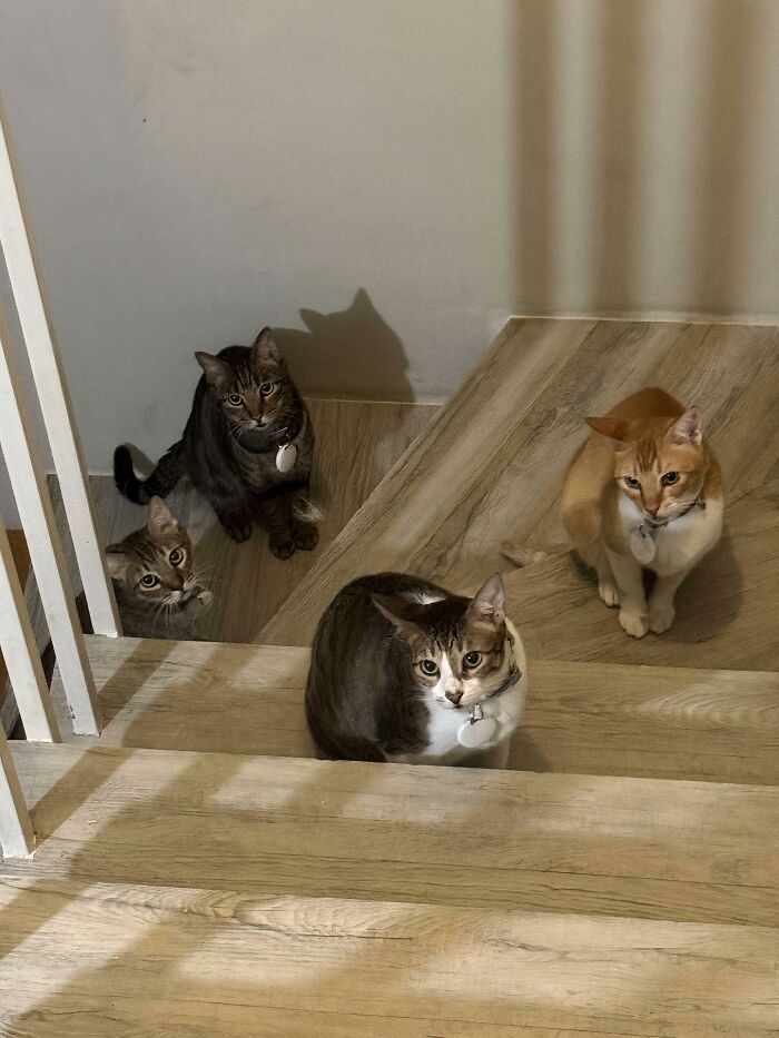 &ldquo;Council Of Cats&rdquo;: 80 Hilariously Adorable Cats Caught Planning Their Next Move (New Pics)