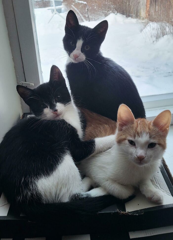 &ldquo;Council Of Cats&rdquo;: 80 Hilariously Adorable Cats Caught Planning Their Next Move (New Pics)