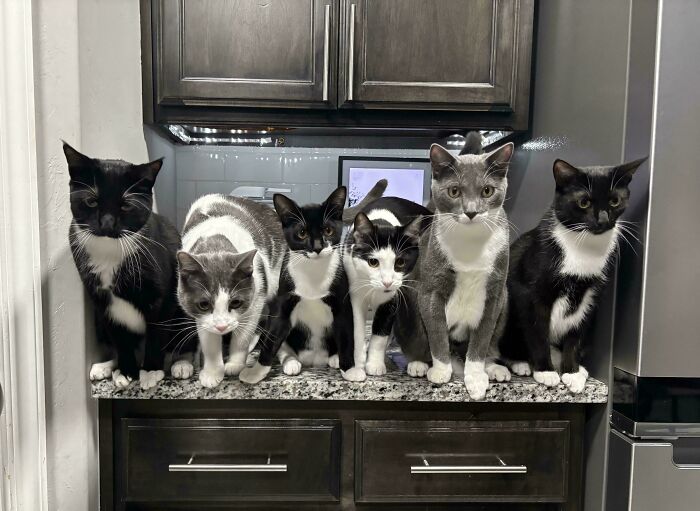 &ldquo;Council Of Cats&rdquo;: 80 Hilariously Adorable Cats Caught Planning Their Next Move (New Pics)