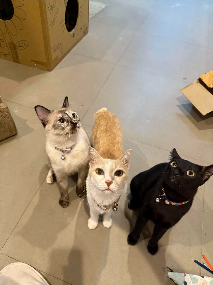 &ldquo;Council Of Cats&rdquo;: 80 Hilariously Adorable Cats Caught Planning Their Next Move (New Pics)
