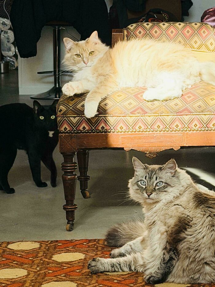 &ldquo;Council Of Cats&rdquo;: 80 Hilariously Adorable Cats Caught Planning Their Next Move (New Pics)
