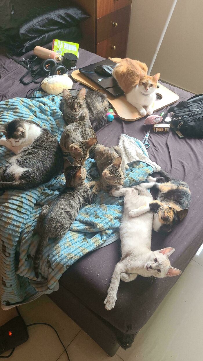 &ldquo;Council Of Cats&rdquo;: 80 Hilariously Adorable Cats Caught Planning Their Next Move (New Pics)