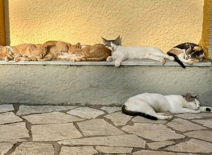 &ldquo;Council Of Cats&rdquo;: 80 Hilariously Adorable Cats Caught Planning Their Next Move (New Pics)