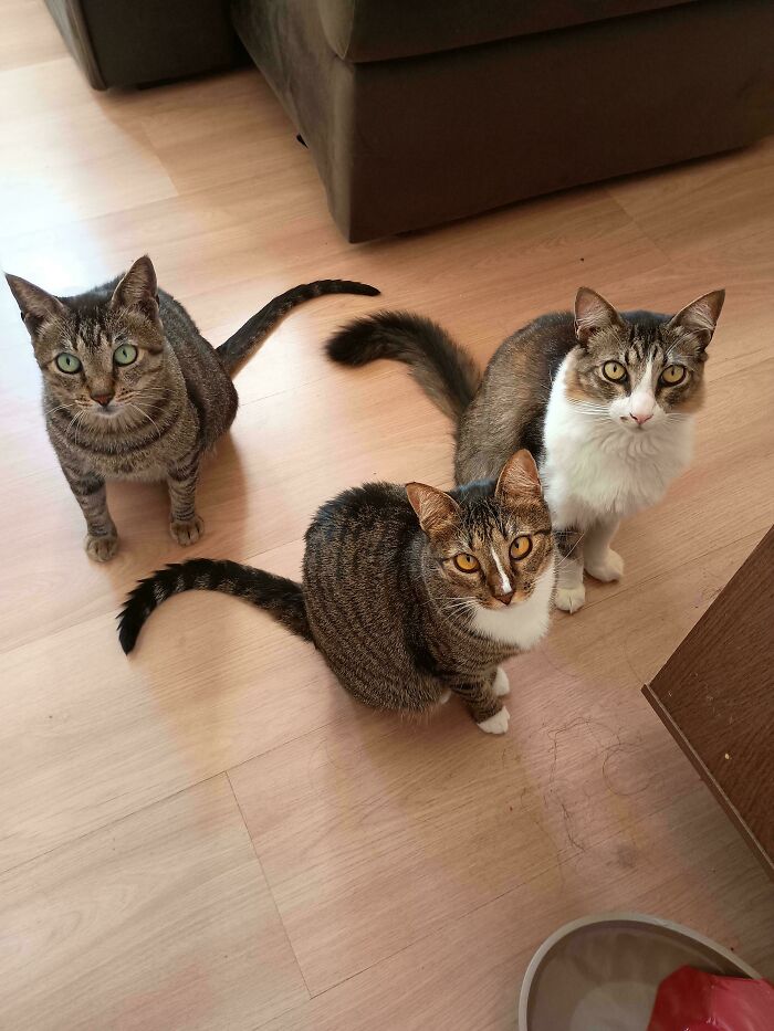 &ldquo;Council Of Cats&rdquo;: 80 Hilariously Adorable Cats Caught Planning Their Next Move (New Pics)
