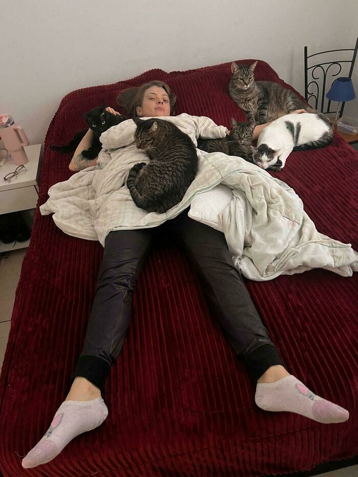 &ldquo;Council Of Cats&rdquo;: 80 Hilariously Adorable Cats Caught Planning Their Next Move (New Pics)