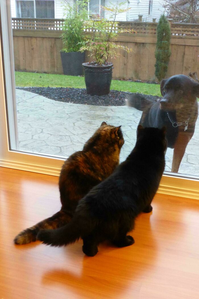 &ldquo;Council Of Cats&rdquo;: 80 Hilariously Adorable Cats Caught Planning Their Next Move (New Pics)