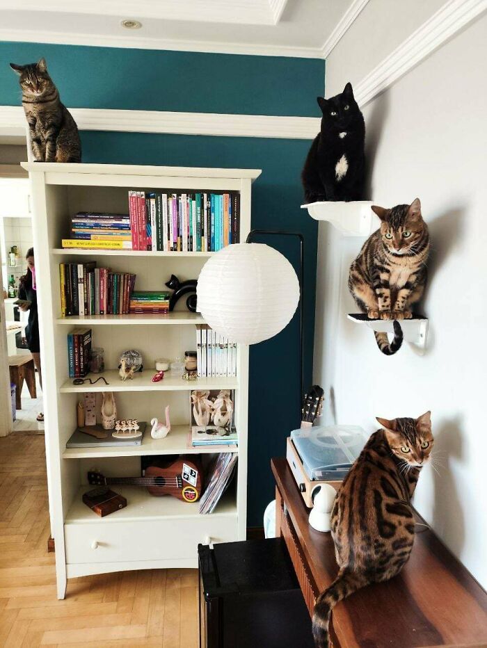 &ldquo;Council Of Cats&rdquo;: 80 Hilariously Adorable Cats Caught Planning Their Next Move (New Pics)