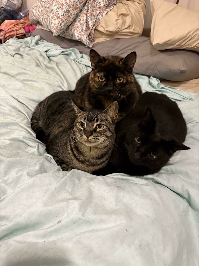 &ldquo;Council Of Cats&rdquo;: 80 Hilariously Adorable Cats Caught Planning Their Next Move (New Pics)
