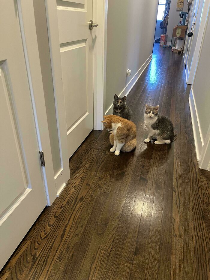 &ldquo;Council Of Cats&rdquo;: 80 Hilariously Adorable Cats Caught Planning Their Next Move (New Pics)