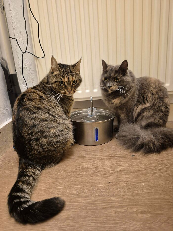 &ldquo;Council Of Cats&rdquo;: 80 Hilariously Adorable Cats Caught Planning Their Next Move (New Pics)