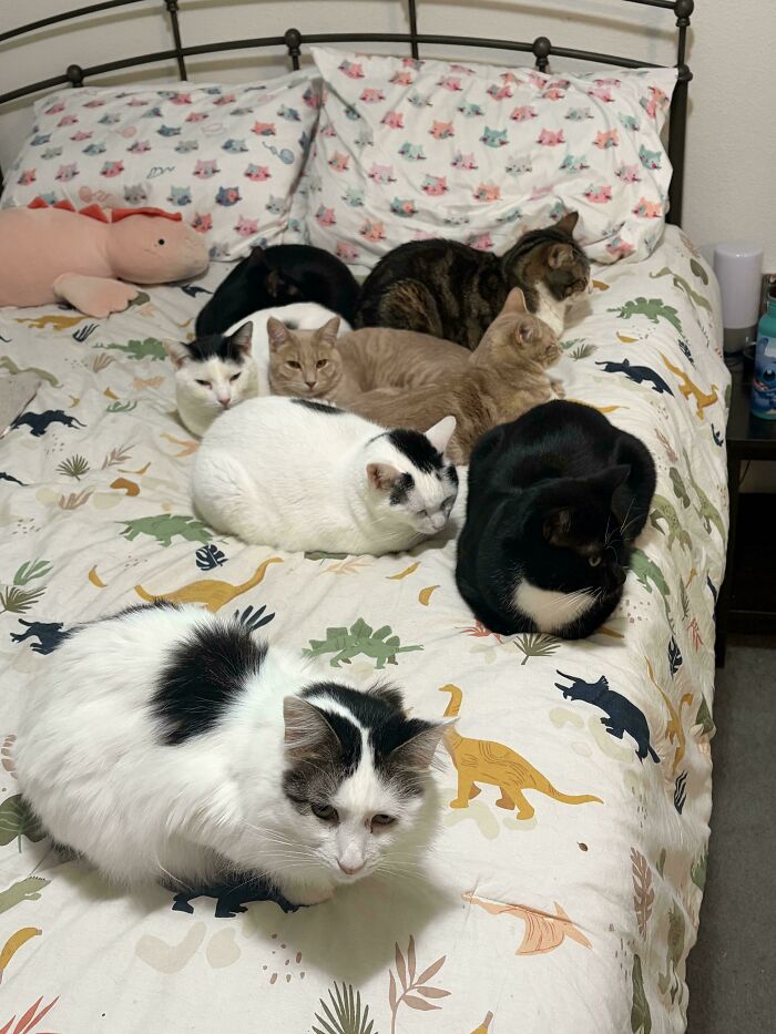 &ldquo;Council Of Cats&rdquo;: 80 Hilariously Adorable Cats Caught Planning Their Next Move (New Pics)