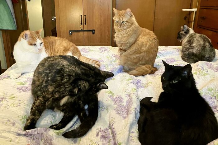 &ldquo;Council Of Cats&rdquo;: 80 Hilariously Adorable Cats Caught Planning Their Next Move (New Pics)