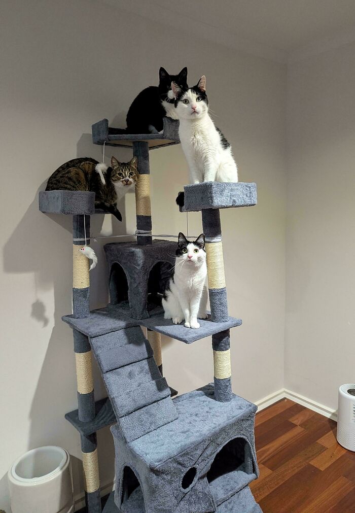 &ldquo;Council Of Cats&rdquo;: 80 Hilariously Adorable Cats Caught Planning Their Next Move (New Pics)