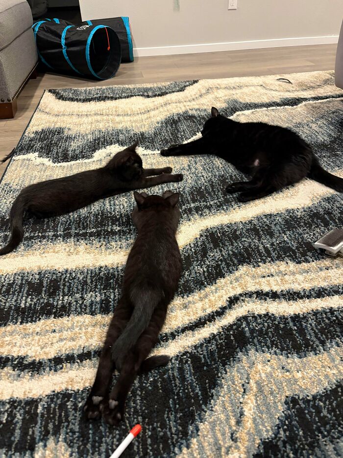 &ldquo;Council Of Cats&rdquo;: 80 Hilariously Adorable Cats Caught Planning Their Next Move (New Pics)