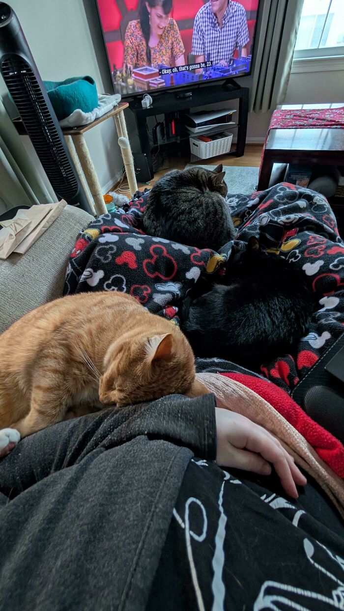 &ldquo;Council Of Cats&rdquo;: 80 Hilariously Adorable Cats Caught Planning Their Next Move (New Pics)