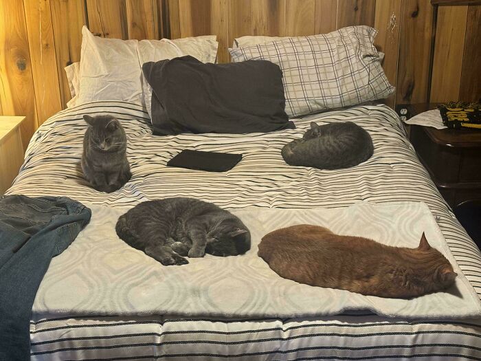 &ldquo;Council Of Cats&rdquo;: 80 Hilariously Adorable Cats Caught Planning Their Next Move (New Pics)